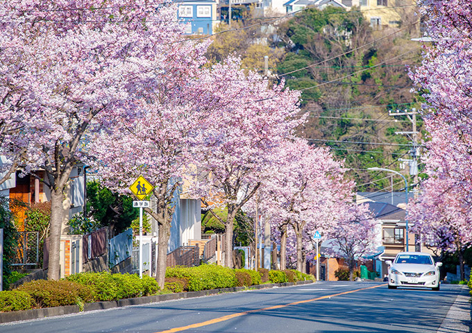 西柴の桜並木
