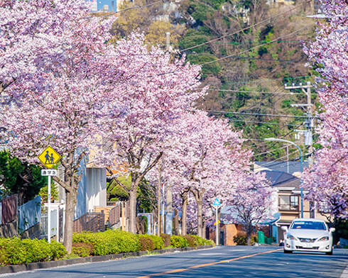 西柴の桜並木