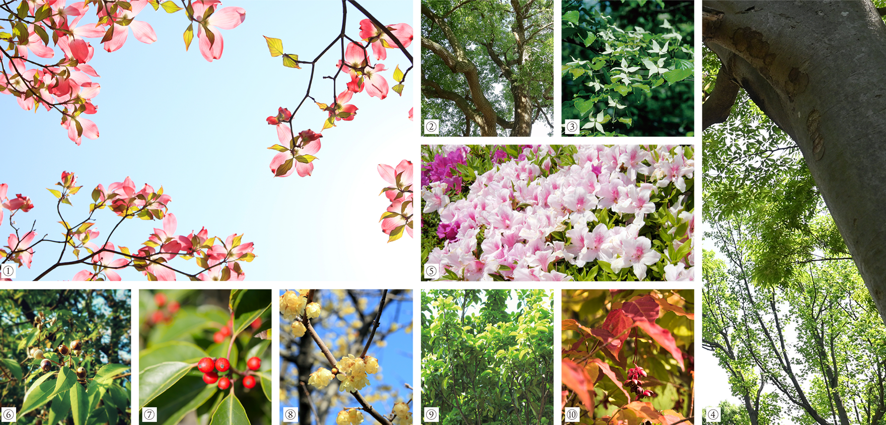 植栽イメージ