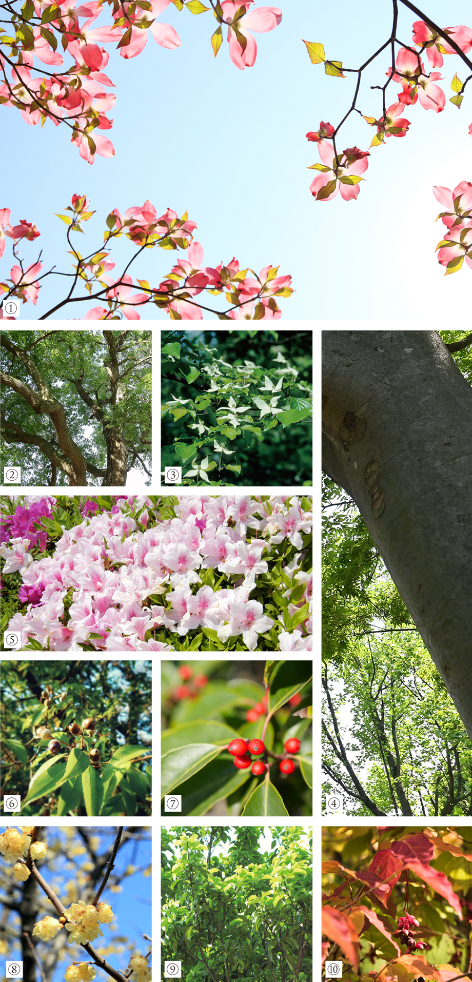 植栽イメージ