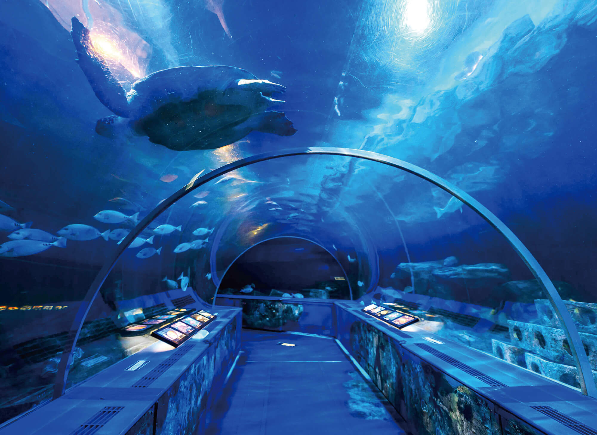 しながわ水族館